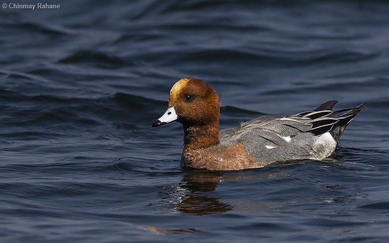 Duck-like Birds